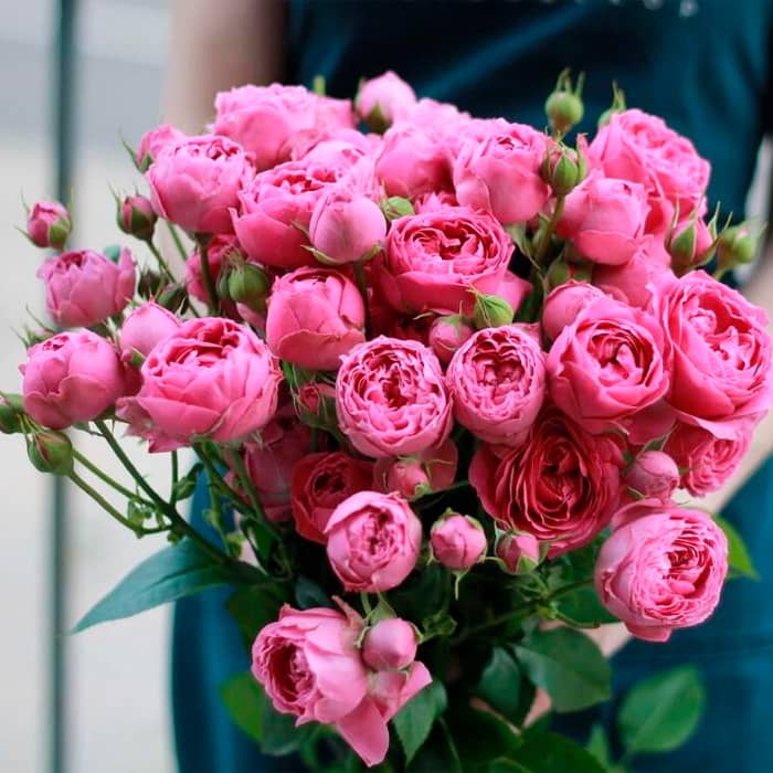 Саженцы спрей розы Мисти Баблз»