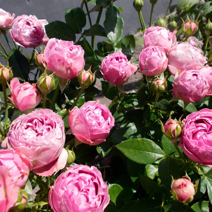 Саженцы спрей розы Мисти Баблз»