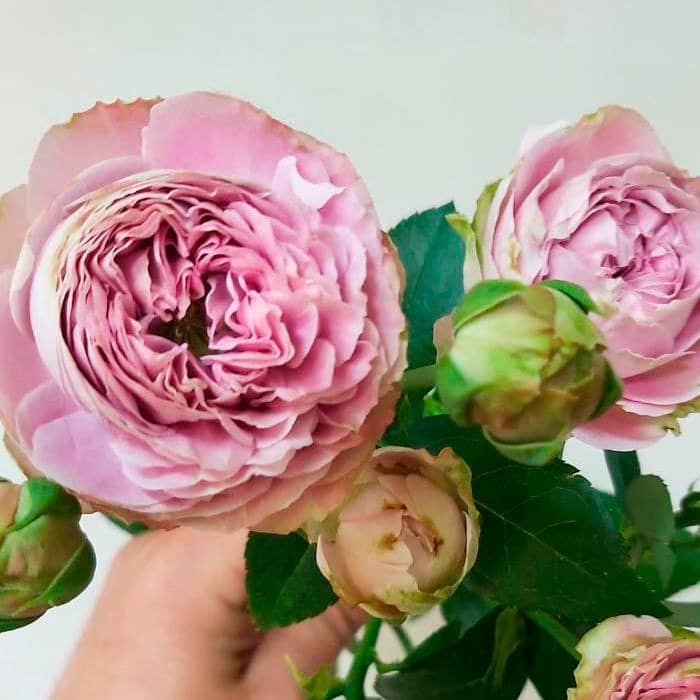 Саженцы спрей розы «Блоссом»