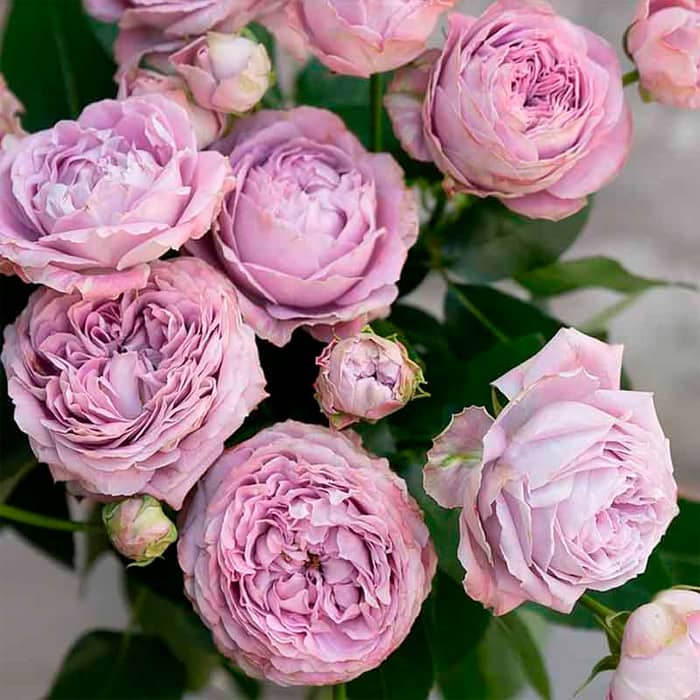 Саженцы спрей розы «Блоссом»