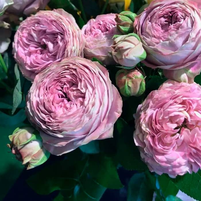 Саженцы спрей розы «Блоссом»