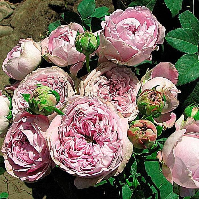 Саженцы спрей розы «Блоссом»