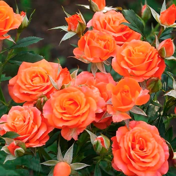 Саженцы спрей розы «Квин Баблз»