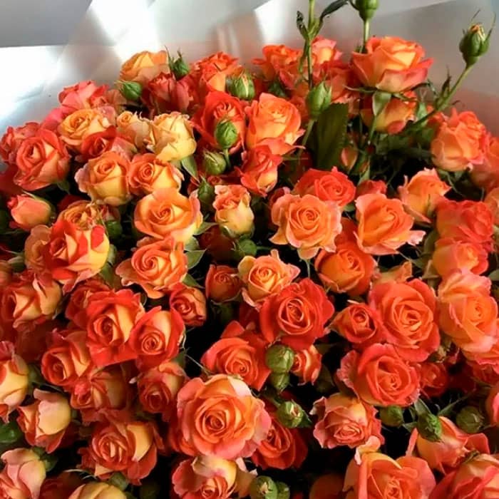 Саженцы спрей розы «Квин Баблз»