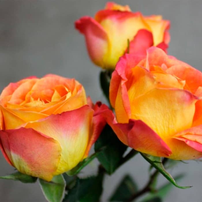 Саженцы спрей розы «Квин Баблз»