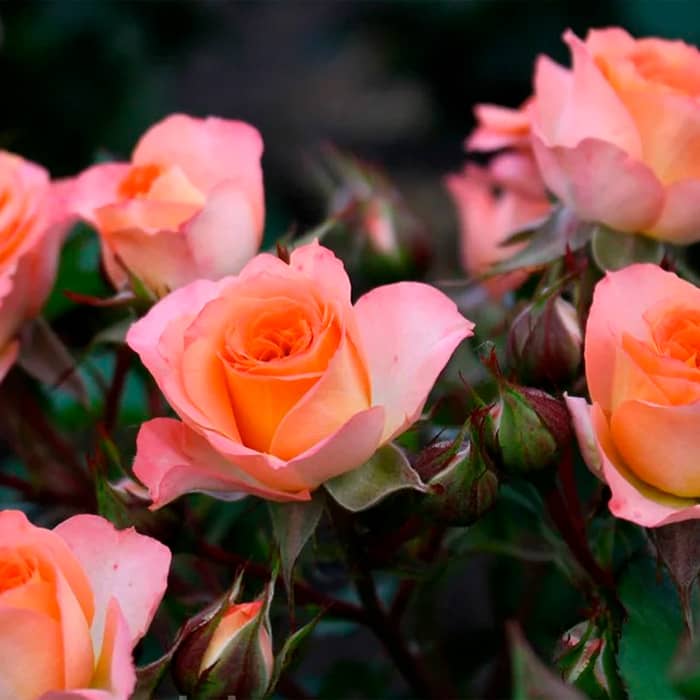 Саженцы спрей розы «Квин Баблз»