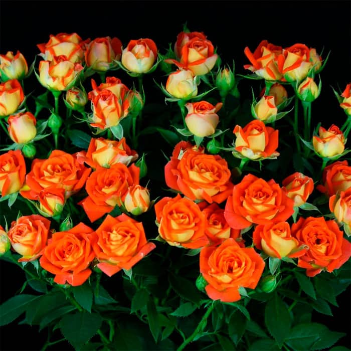 Саженцы спрей розы «Квин Баблз»