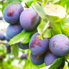 Слива Президент