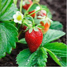 Саджанці пізньостиглої суниці «Імперіал»