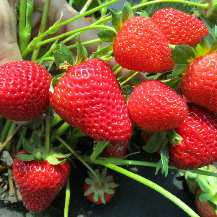 Саджанці пізньостиглої суниці «Імперіал»