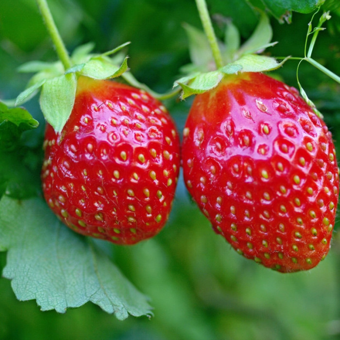 Саджанці пізньостиглої суниці «Імперіал»