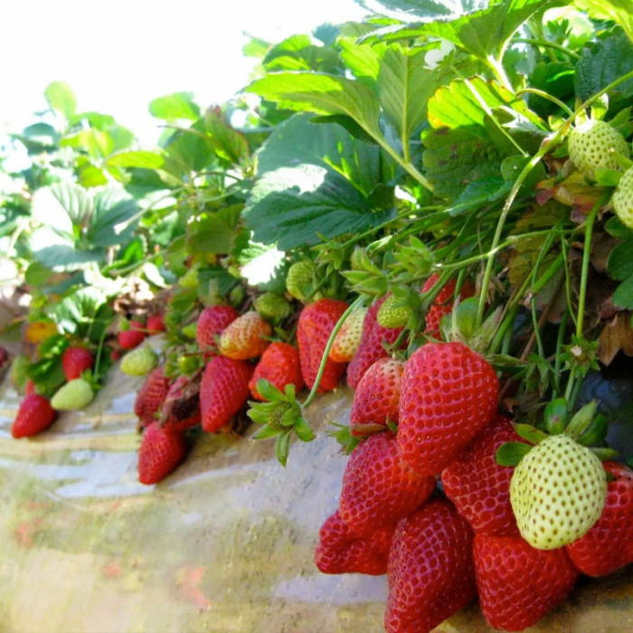 Саджанці пізньостиглої суниці «Імперіал»