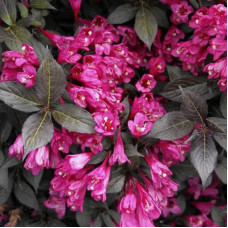 Саджанці вейгели «Мінор Блек»