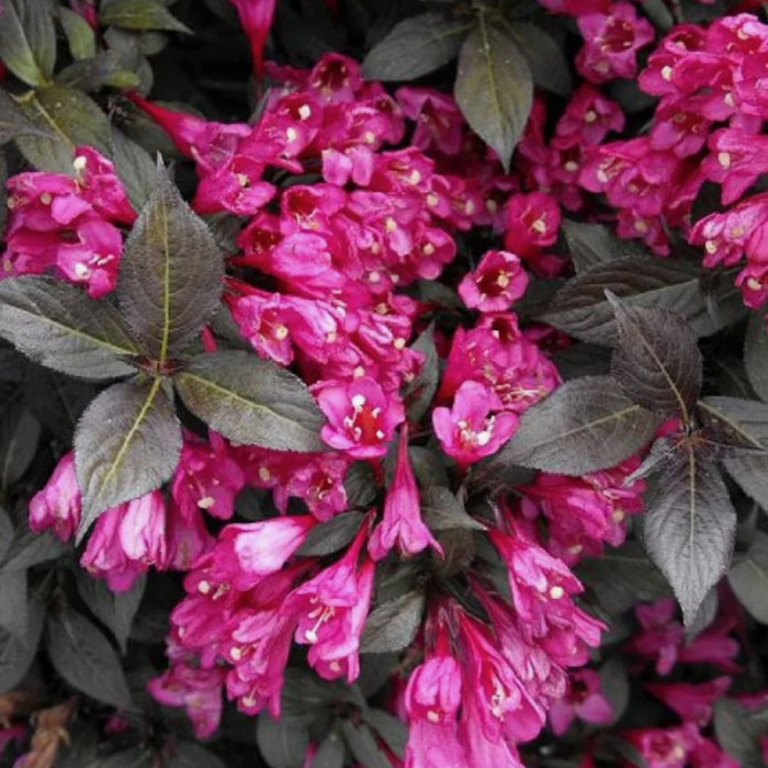 Саджанці вейгели «Мінор Блек»