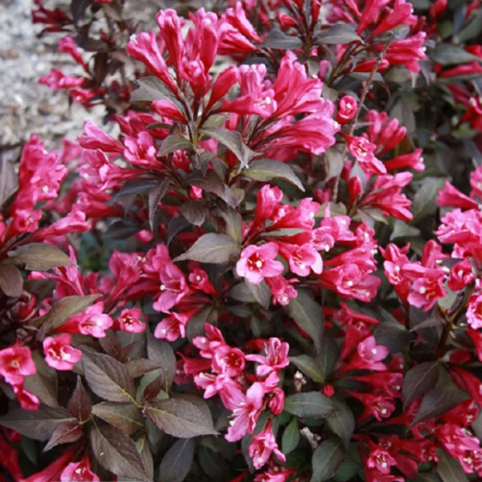 Саджанці вейгели «Мінор Блек»