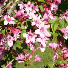 Саджанці вейгели «Пінк Прінцесс»