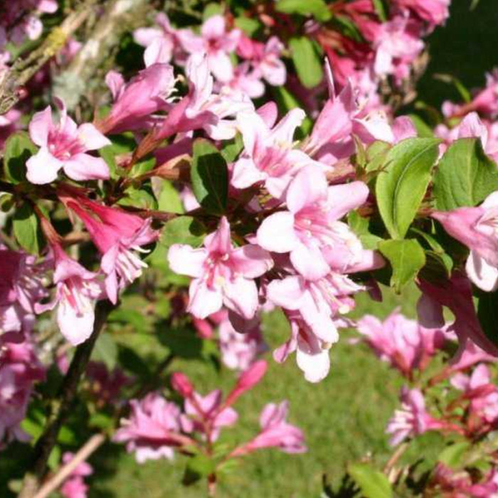 Саджанці вейгели «Пінк Прінцесс»