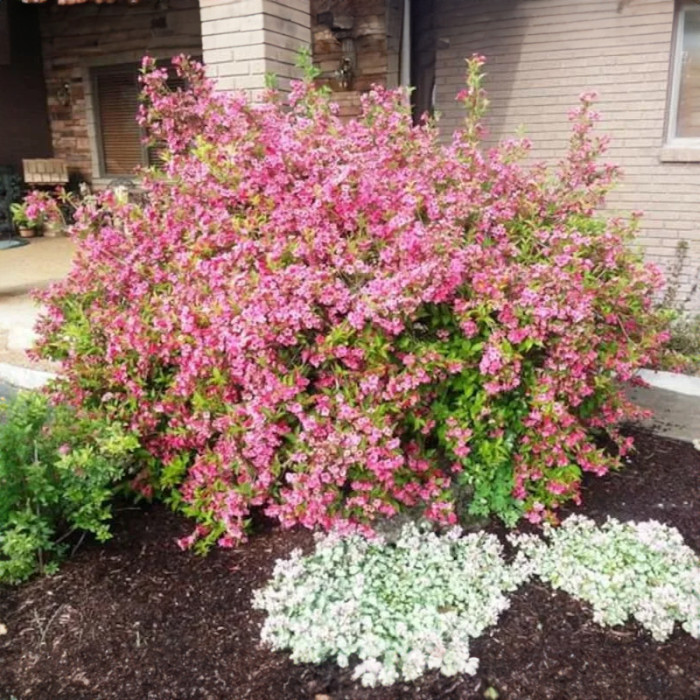 Саджанці вейгели «Пінк Прінцесс»