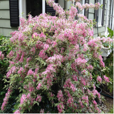 Саджанці вейгели «Варієгата»