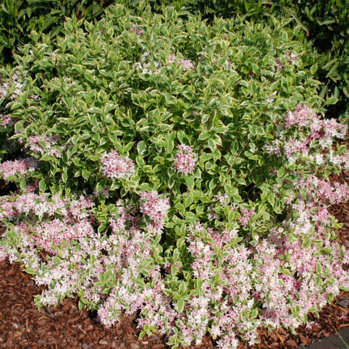 Саджанці вейгели «Варієгата»