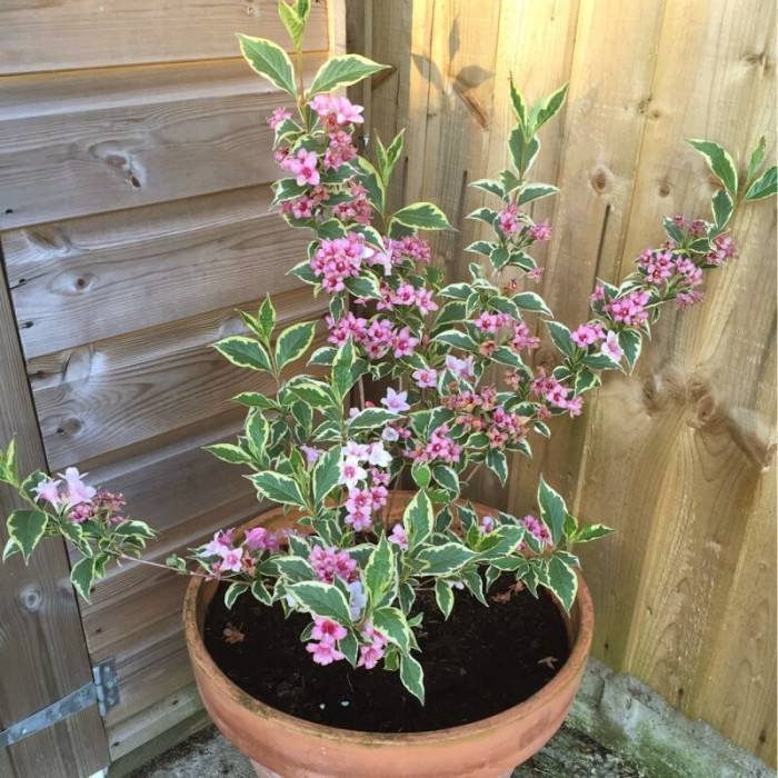 Саджанці вейгели «Варієгата»