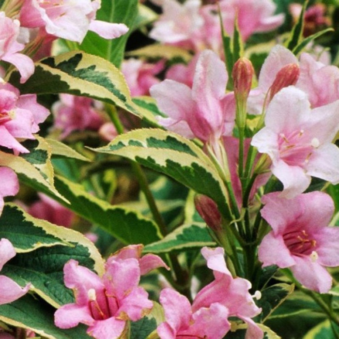 Саджанці вейгели «Варієгата»