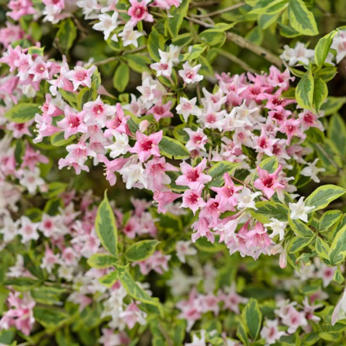 Саджанці вейгели «Варієгата»