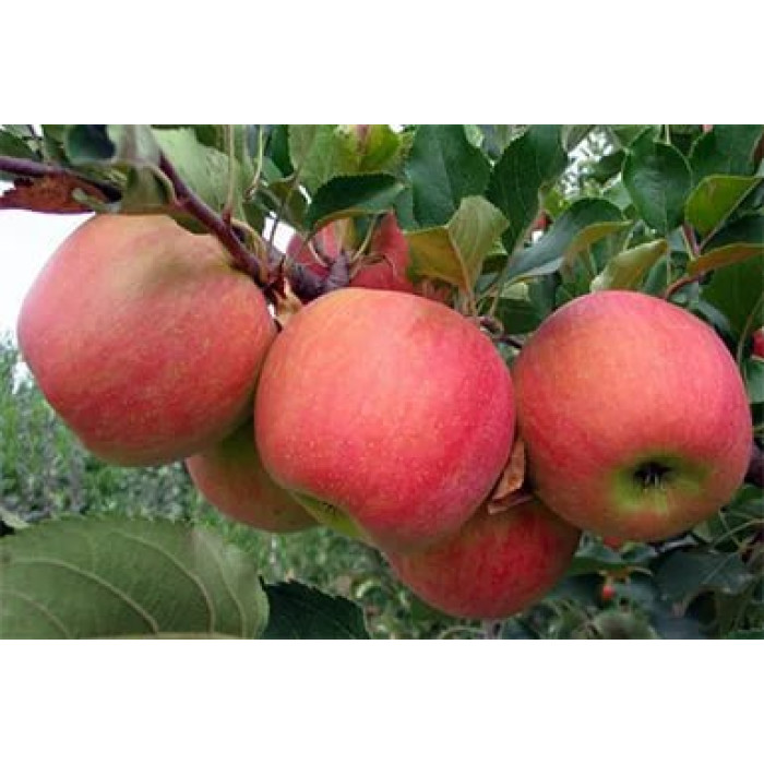 Яблуко "Чемпион"