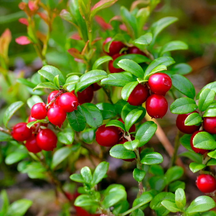 Саджанці журавлини Бергман