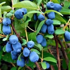 Саджанці американської жимолості «Аврора» (Aurora)