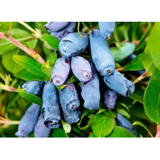 Саджанці американської жимолості «Усунга»