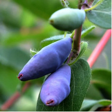 Саджанці ранньостиглої жимолості «Індіго Джем»