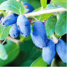 Саджанці пізньостиглої жимолості «Хоней Бі»