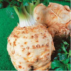 Насіння селери «Монарх F1»