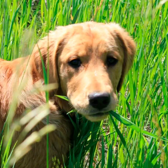 Насіння зелені для цуценят «Лессі»