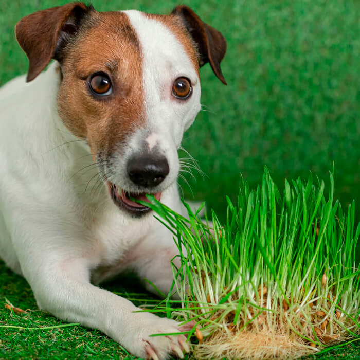 Насіння зелені для цуценят «Лессі»