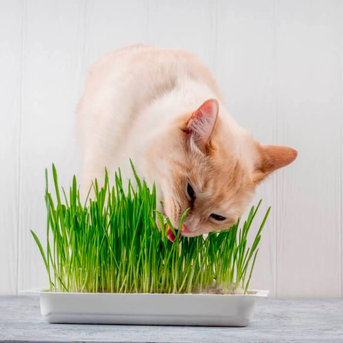 Насіння зелені для котів «Мурка» 10 г