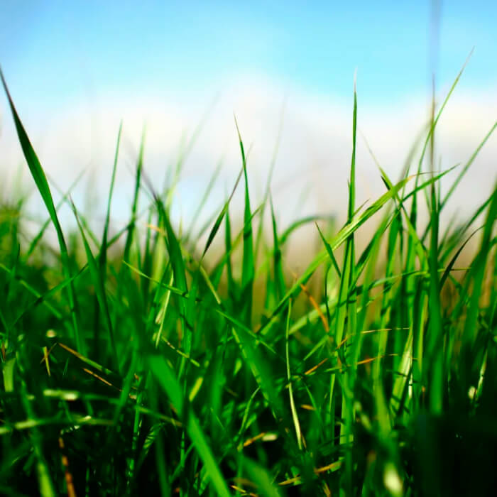 Насіння зелені для котів «Мурка» 10 г