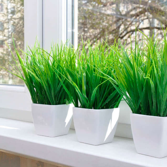 Насіння зелені для котів «Мурка» 10 г