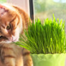 Насіння зелені для котів і собак (2) Насіння зелені для котів і собак (2)