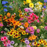 Суміші насіння квітів (12) Суміші насіння квітів (12)