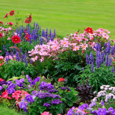 Суміш насіння квітів «Улюблена дача»