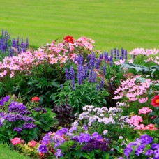 Суміш насіння квітів «Рокарій» 0,5 г