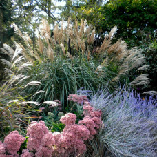 Суміш насіння сухоцвітів «Декоративні злаки» 0,5 г