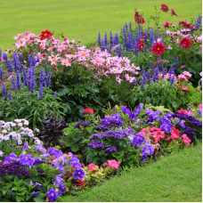 Смесь семян цветов «Коттедж Гарден» 1,5 г