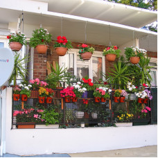 Смесь семян цветов «Цветущий балкон» 1 г