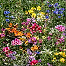 Смесь семян цветов «Японский садик» 0,5 г