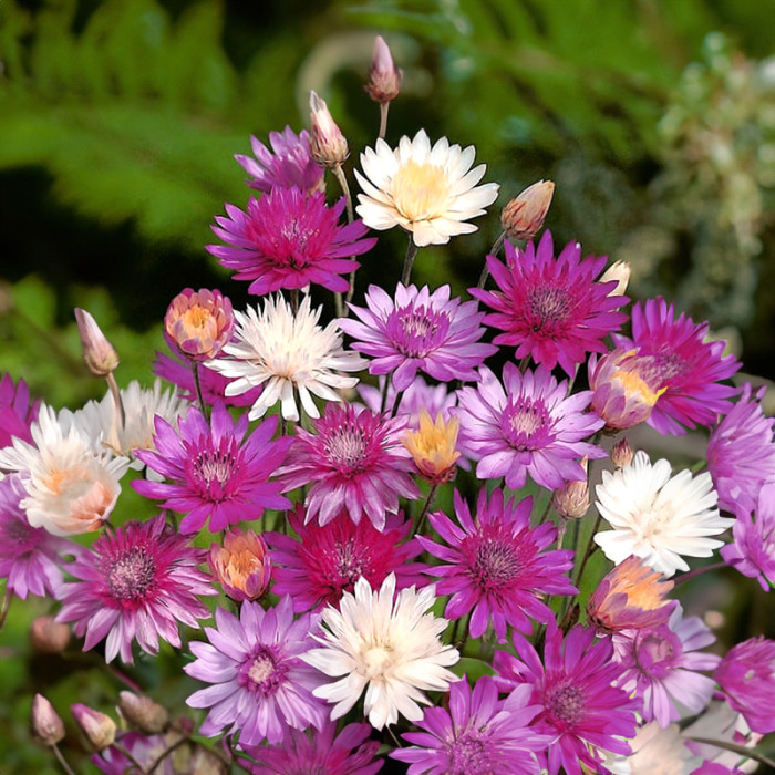 Смесь семян цветов «Застывшая музыка» 0,5 г