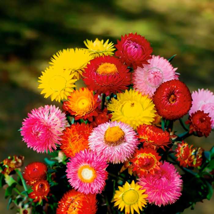 Смесь семян цветов «Застывшая музыка» 0,5 г