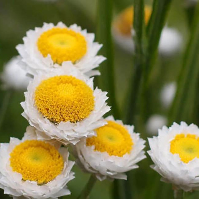 Смесь семян цветов «Застывшая музыка» 0,5 г